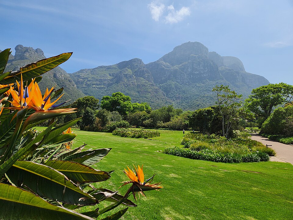 Flowers, plants, and mountains in Kirstenbosch National Botanical Garden