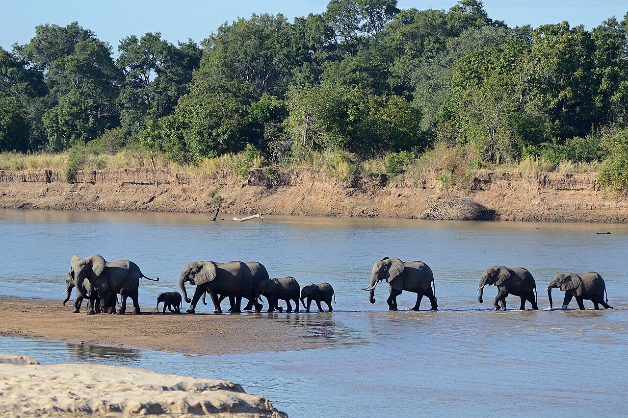 Elephants crossing Luangwa River
