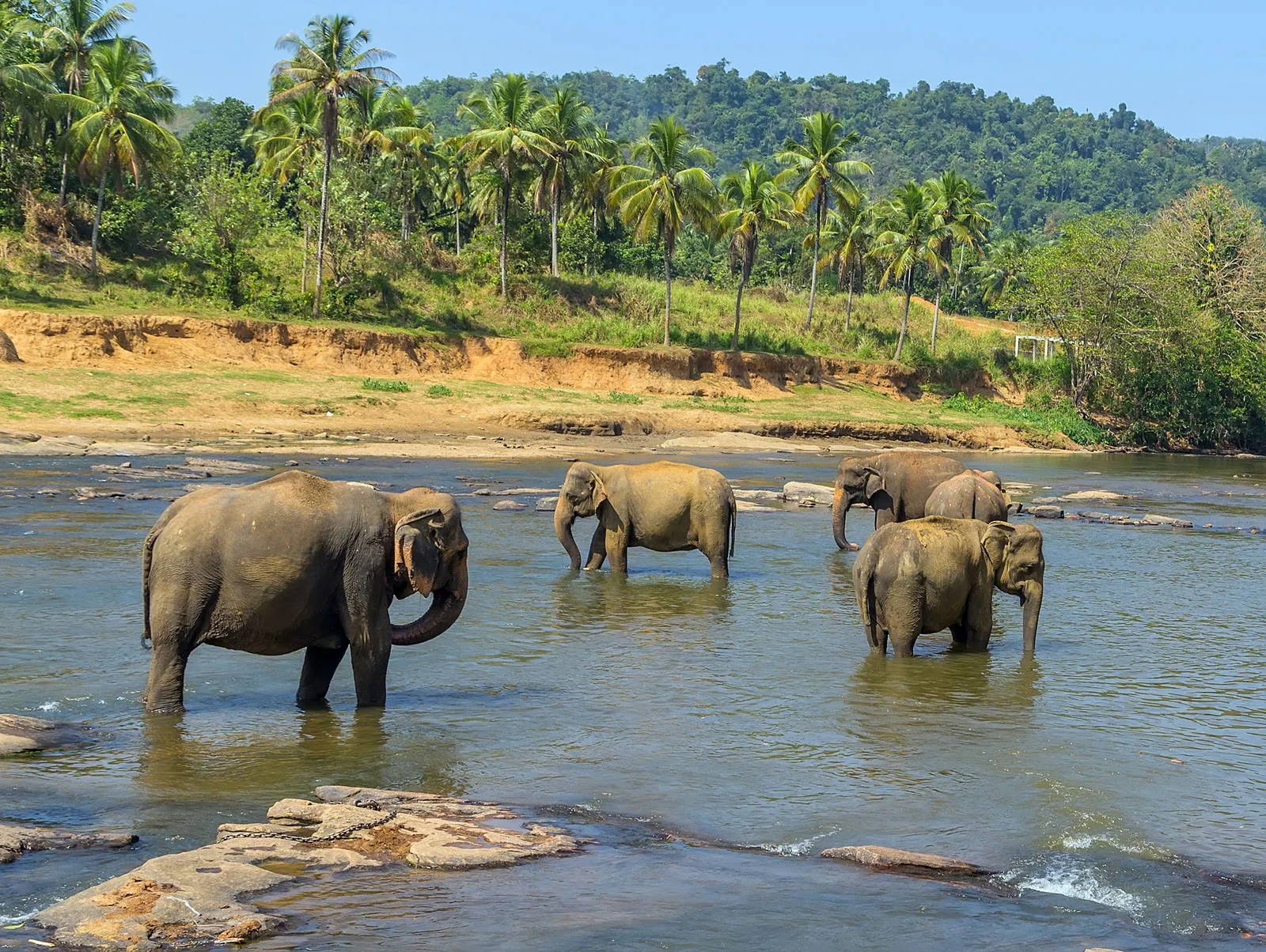 Elephants in Sri Lanka