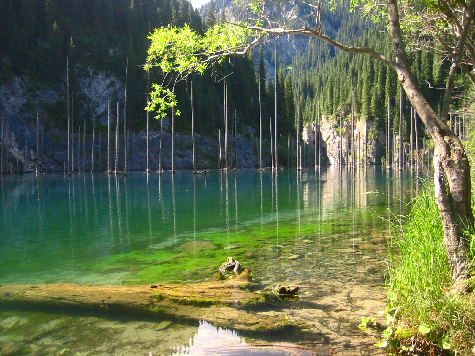 Kaindy lake in south-east of Kazakhstan. The mountain lakes like this form after the landslide blocks the mountain river. The trunks are dead Picea schrenkiana trees.