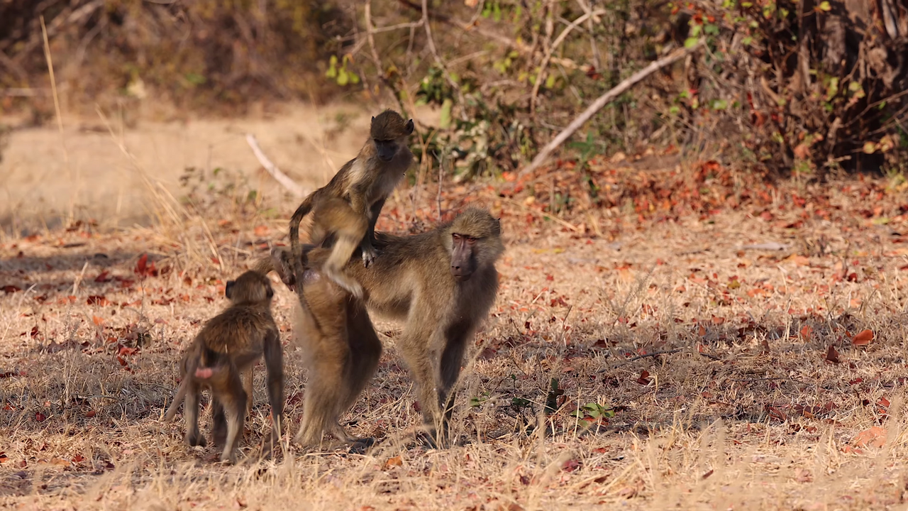  South Luangwa monkeys