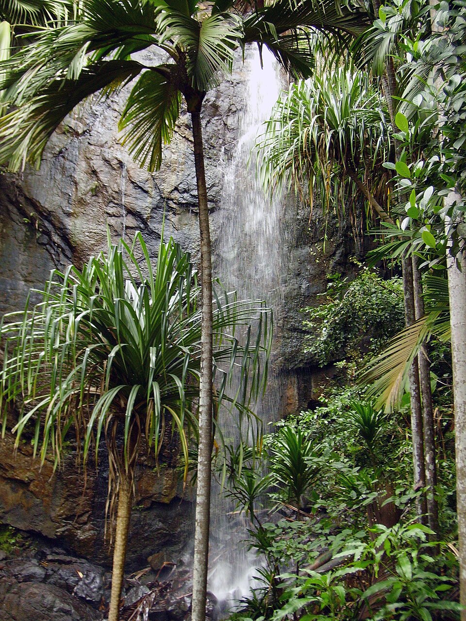 Valleé de mai waterfall and palm trees