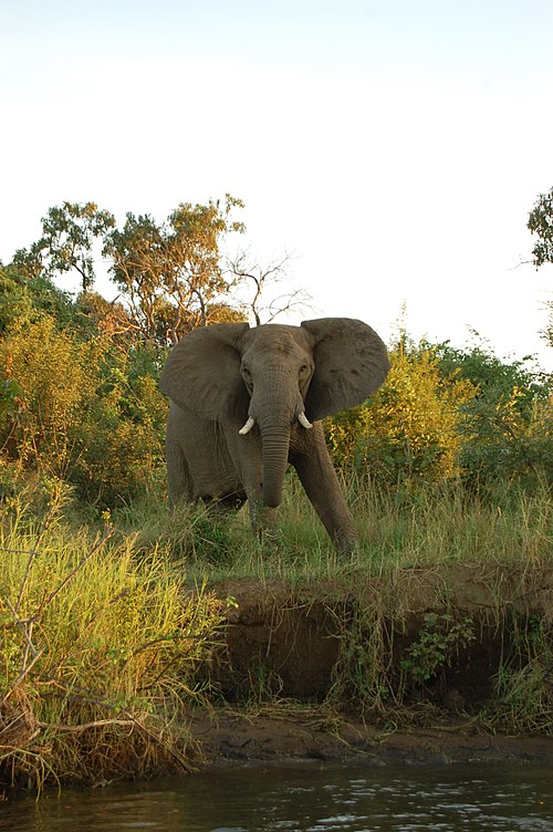 Elephant in Lower Zambezi National Park