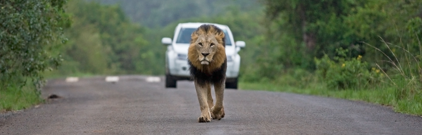 A lion in Nairobi Park