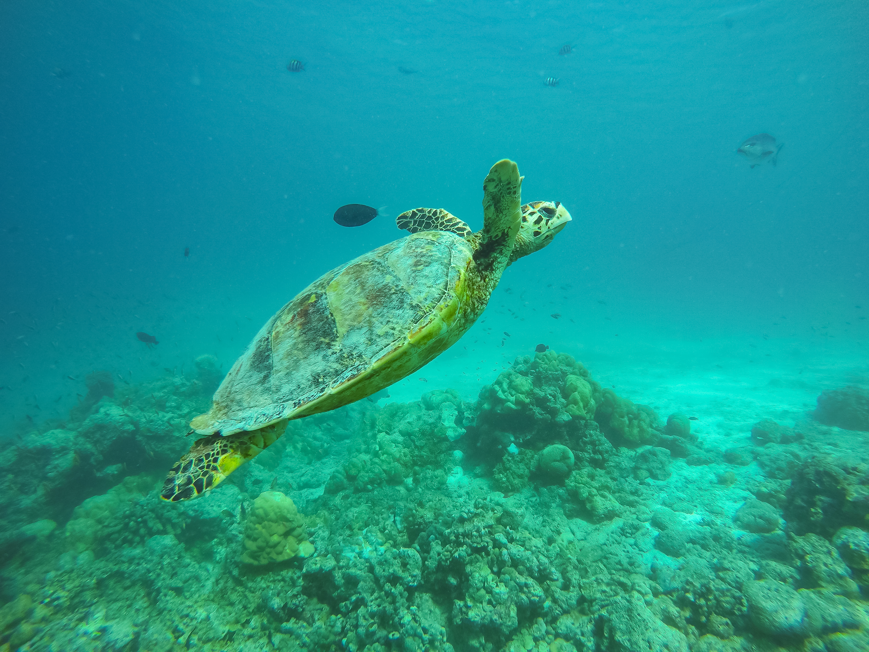 Turtle in a Maldives atoll