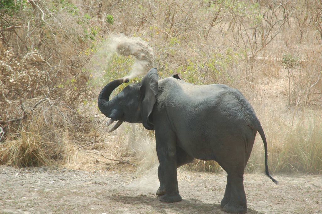 An elephant in the W National Park