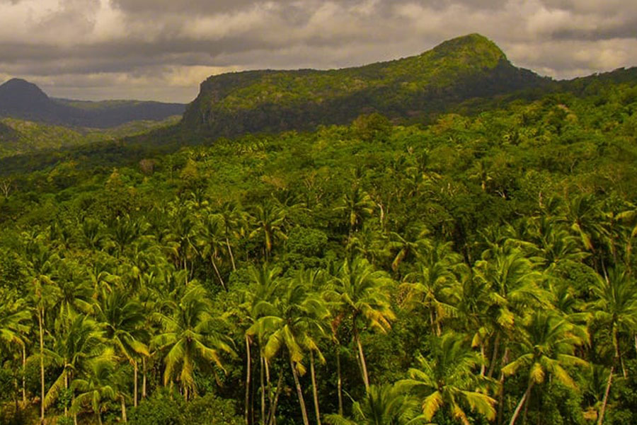 Lush green forest in East Timor