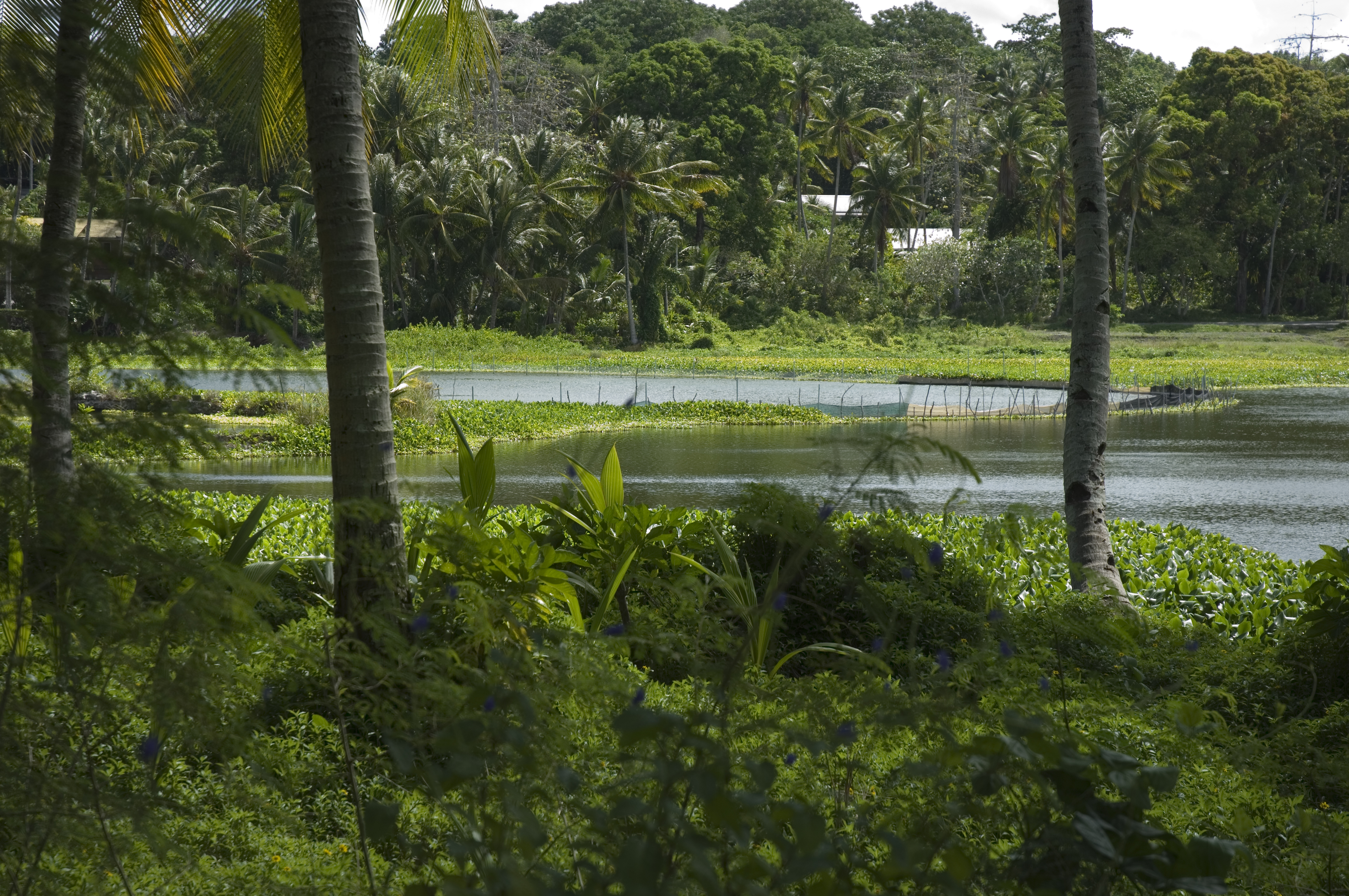 Palm trees, lush green plants, and water. Buada Lagoon, Nauru.