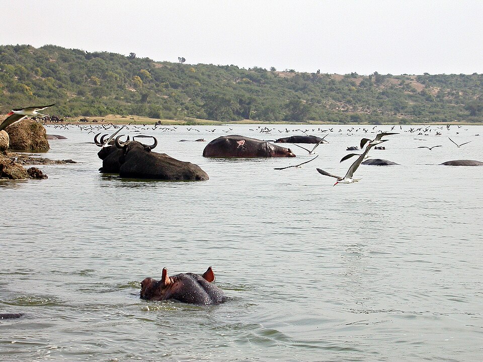 Kazinga_channel_Uganda