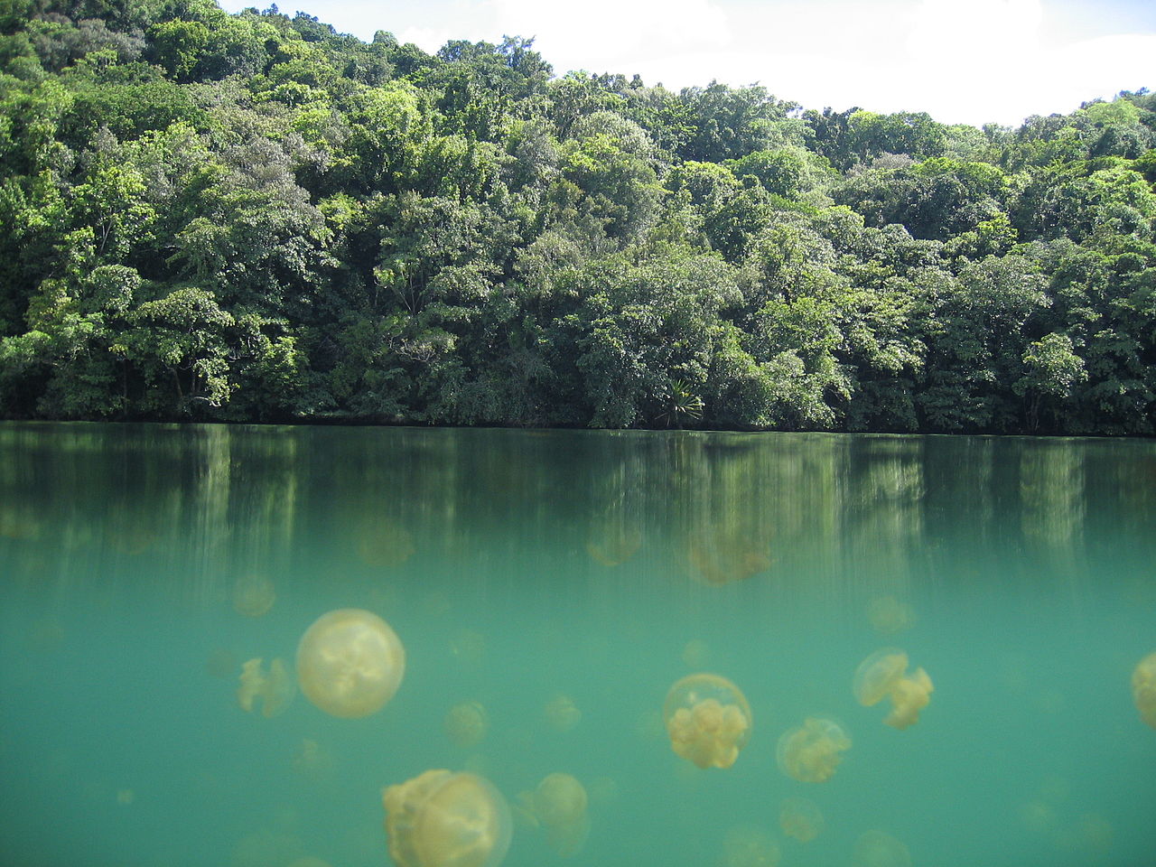 Jellyfish Lake, Palau