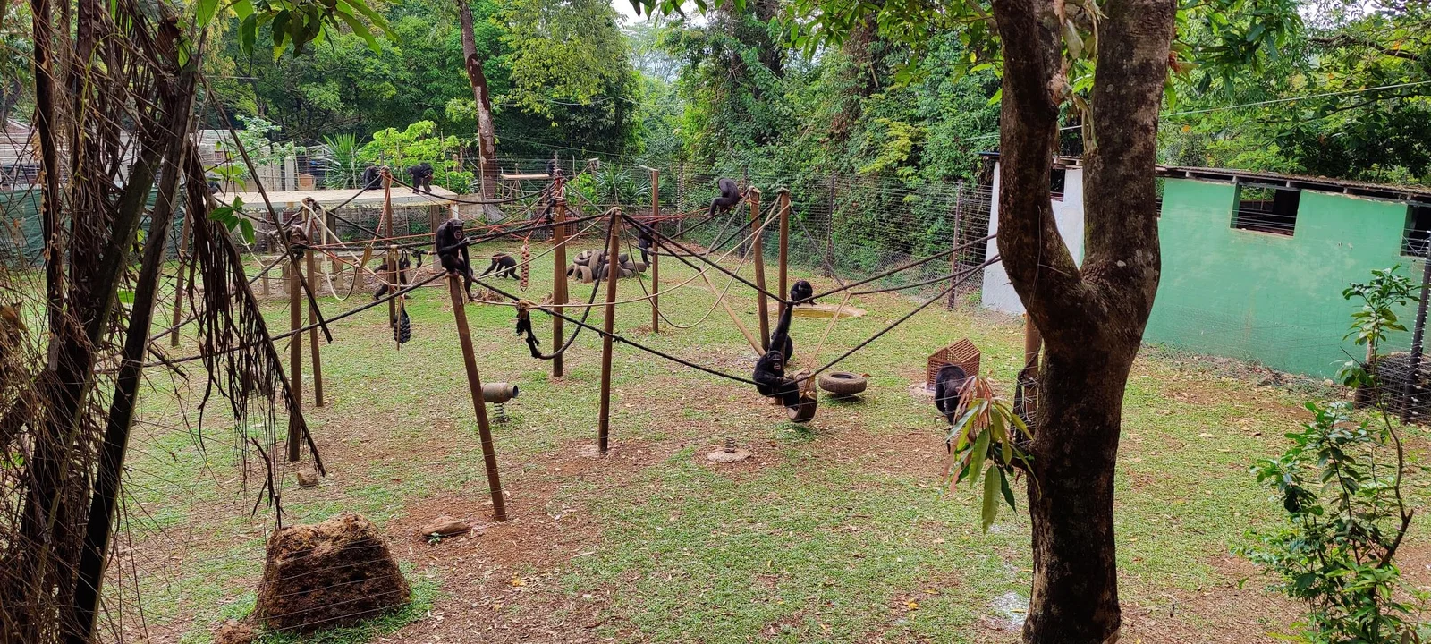 Chimpanzees at the Tacugama sanctuary